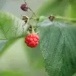 raspberry bush garden fresh ripe berries harvest