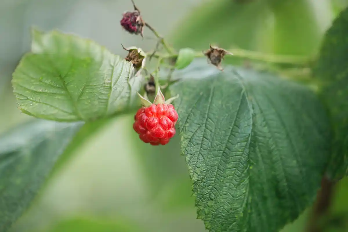 raspberry bush garden fresh ripe berries harvest