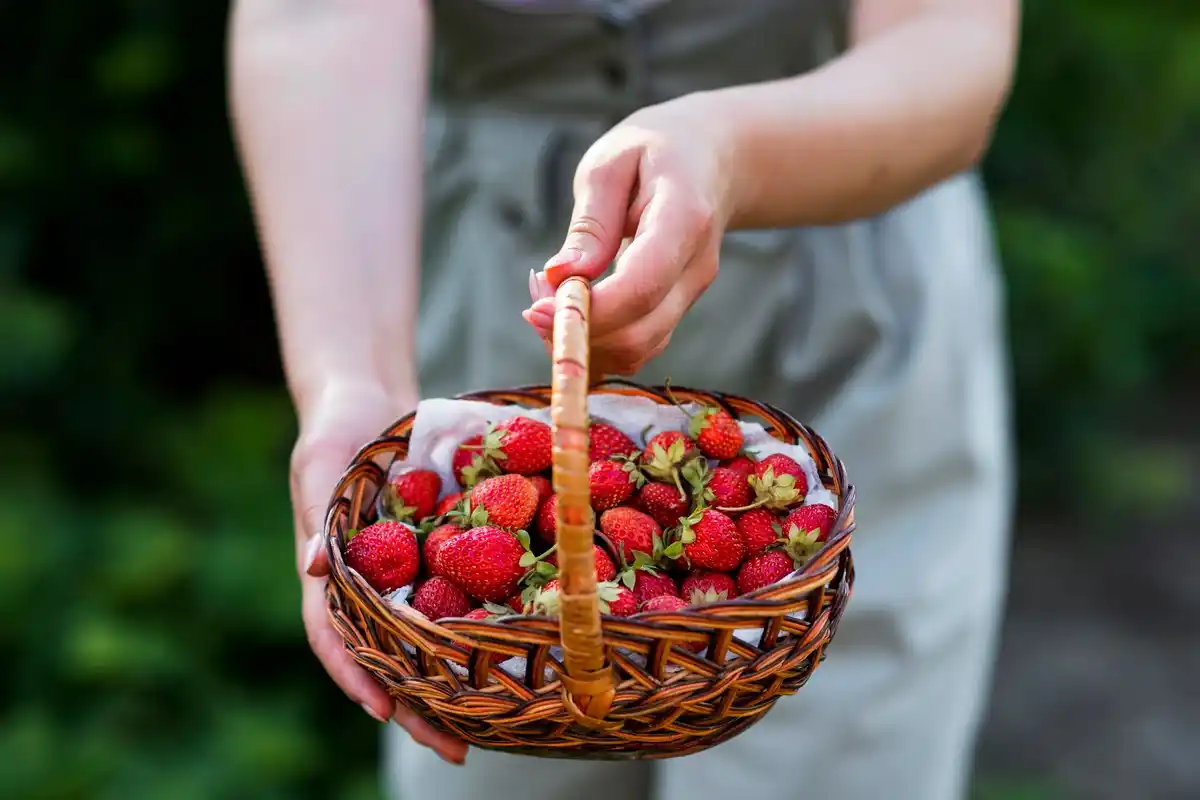 harvesting fresh raspberries in garden