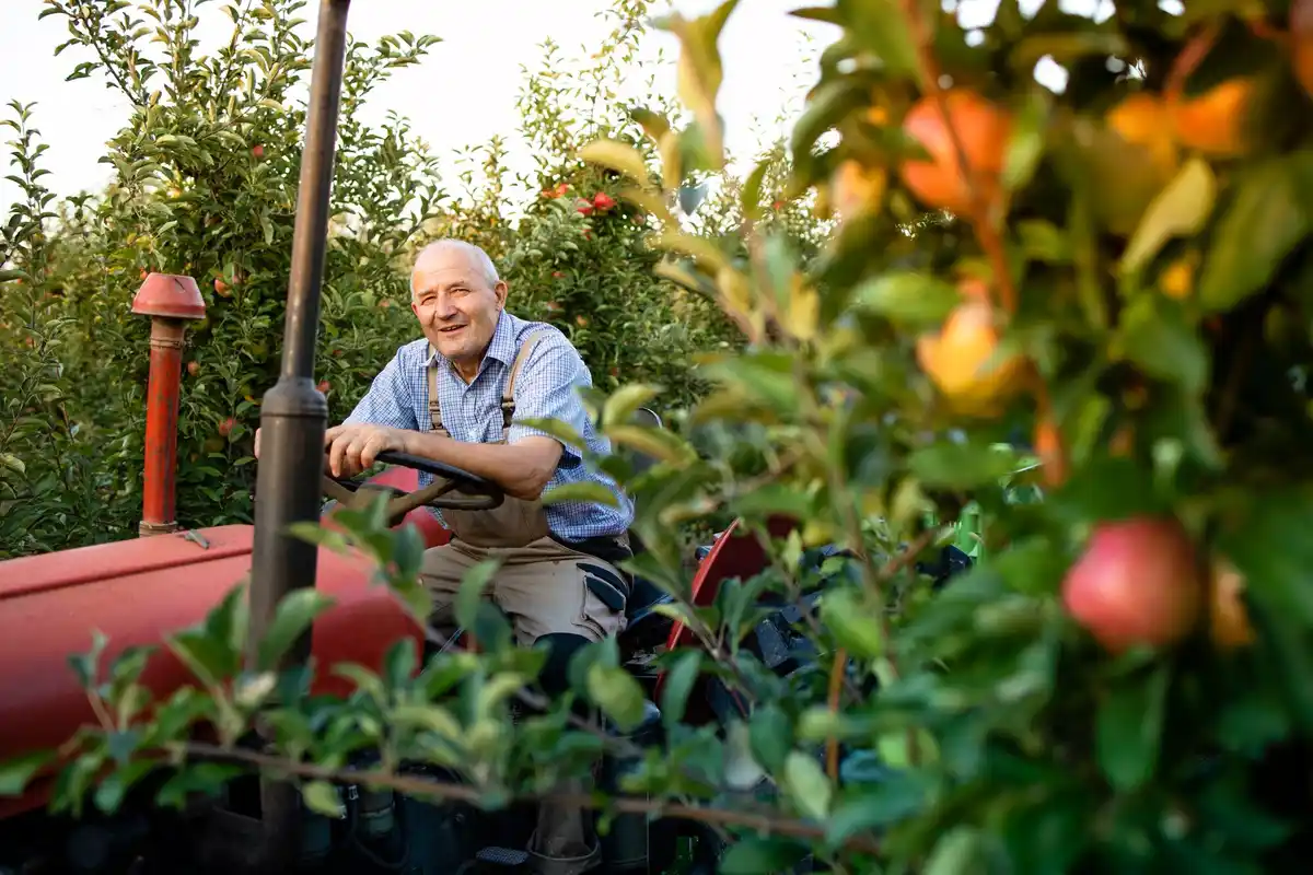 planting fruit trees garden sunny day Netherlands