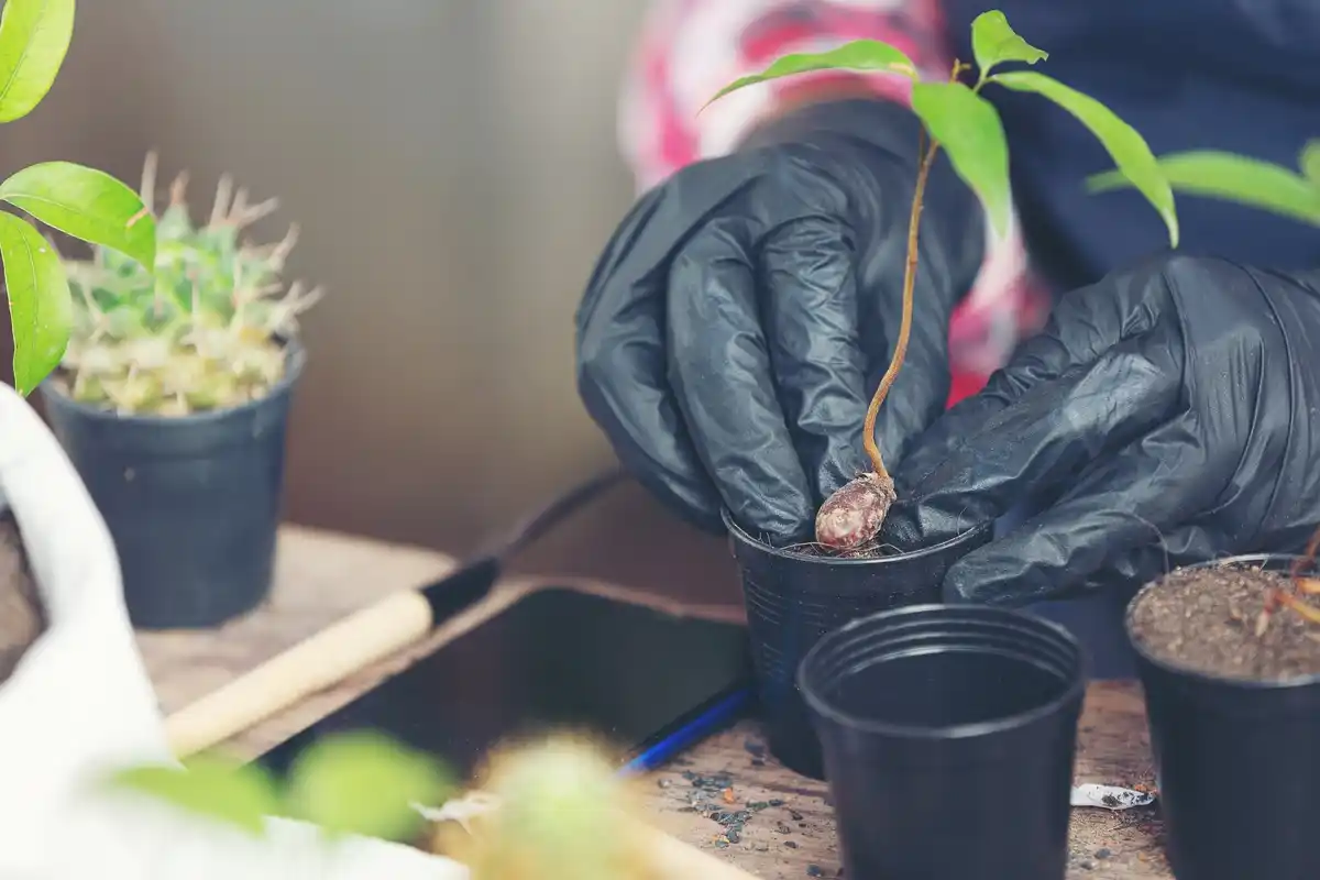 Close-up hands planting fruit tree roots in soil