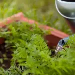 automatic garden irrigation system backyard