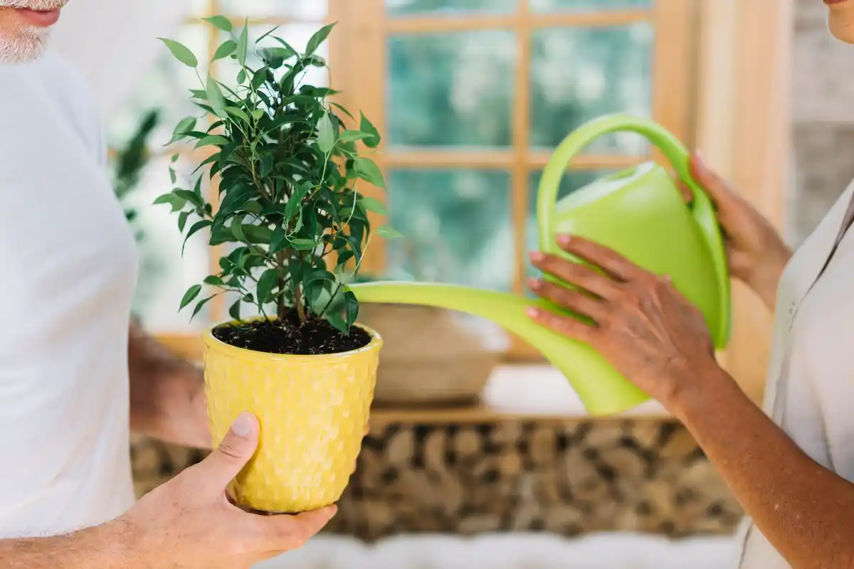 watering indoor plants tips