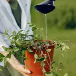 automated garden irrigation system watering plants summer