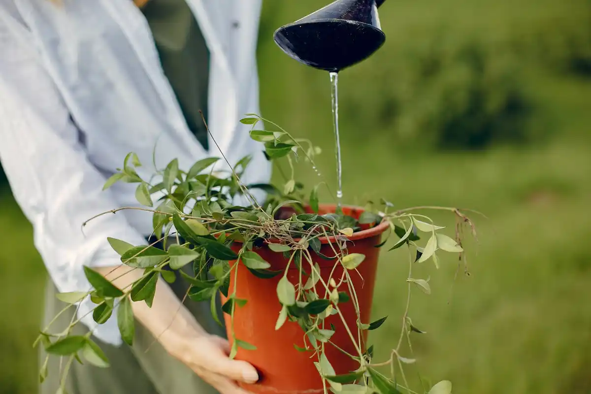 automated garden irrigation system watering plants summer