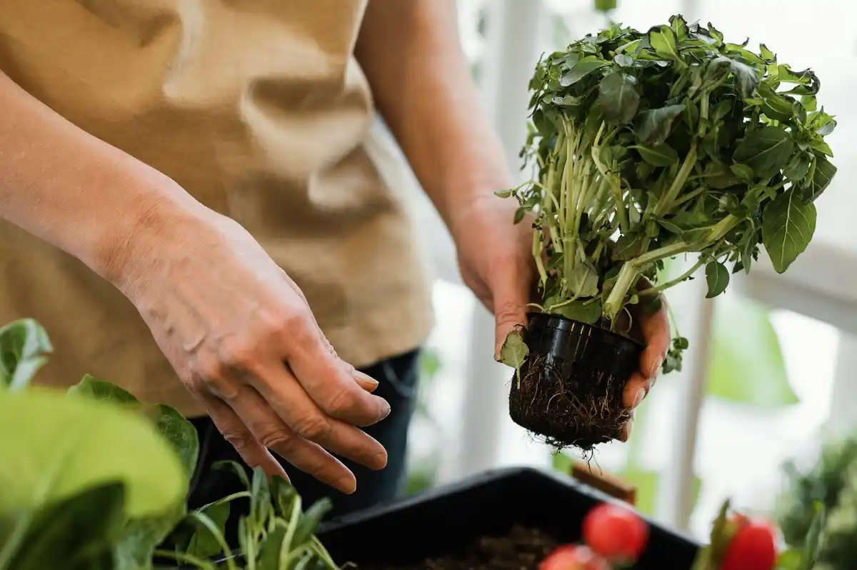 urban balcony vegetable garden fresh herbs
