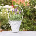 small container balcony plants Netherlands
