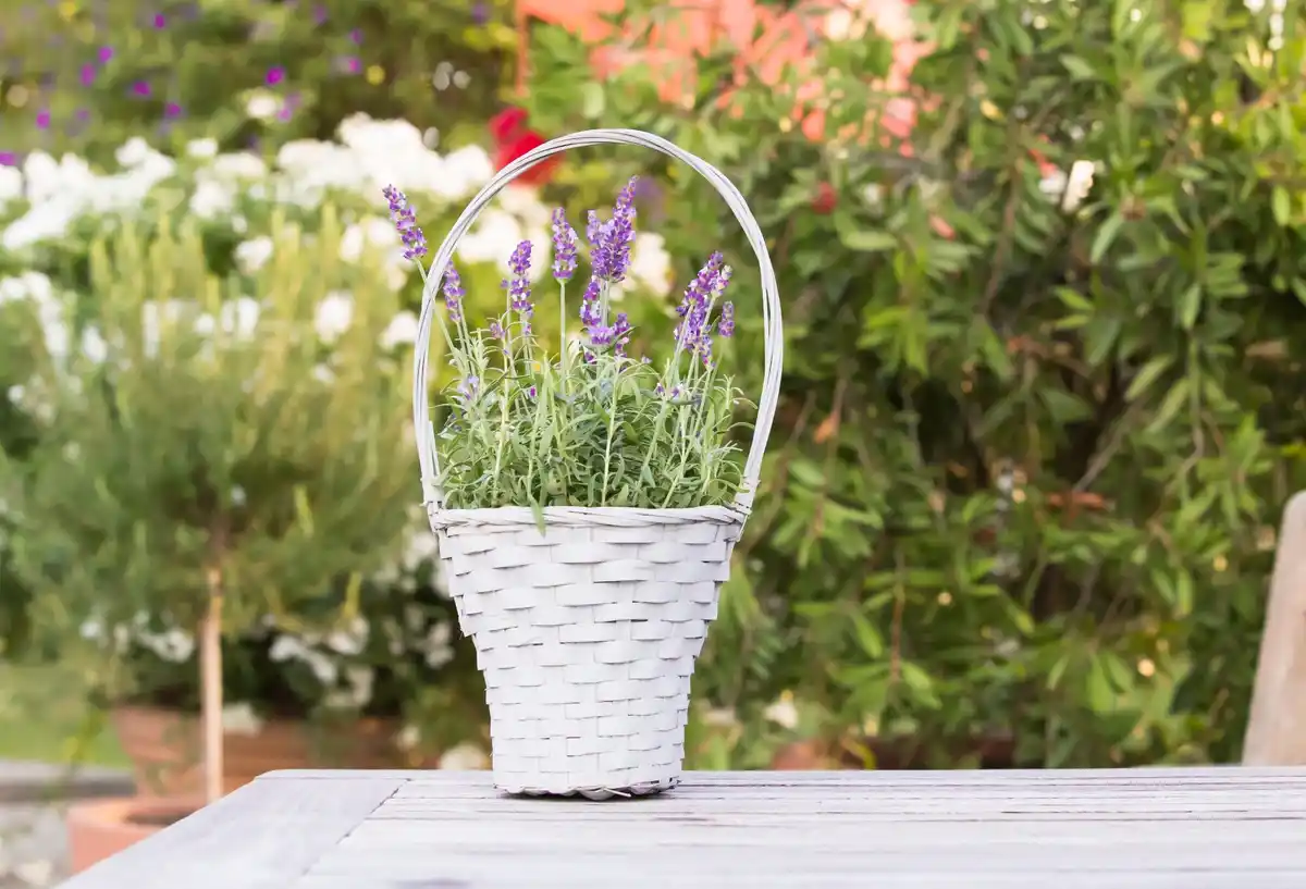 small container balcony plants Netherlands