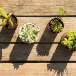 urban balcony garden plants pots bright sunlight