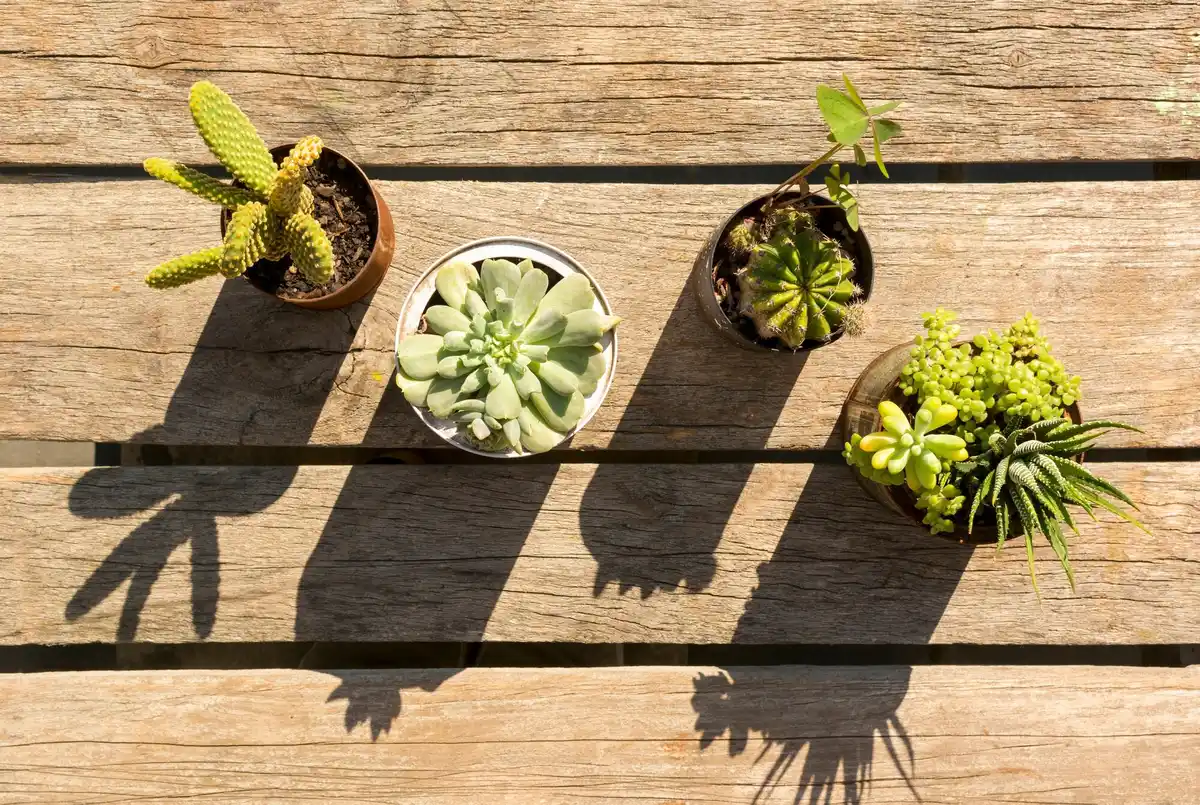 urban balcony garden plants pots bright sunlight