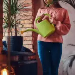 indoor green houseplants care tips bright room
