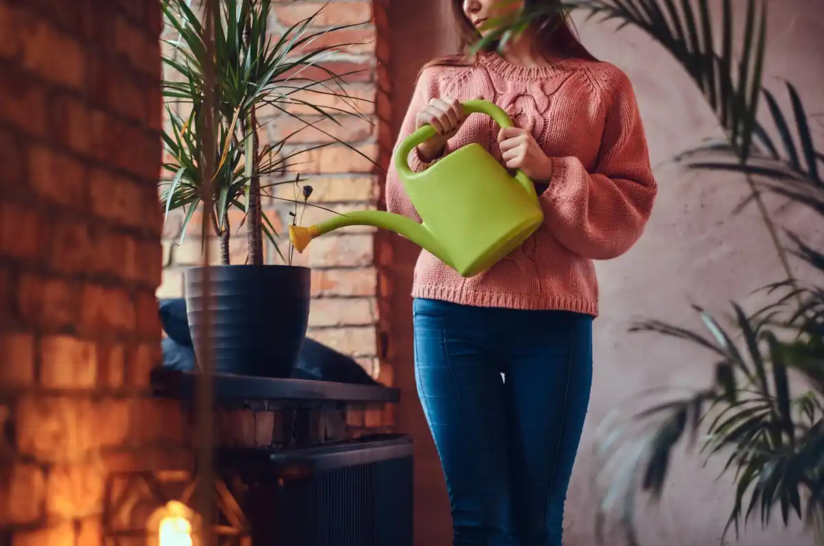 indoor green houseplants care tips bright room