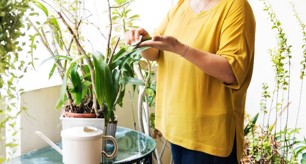 person watering indoor plants close up
