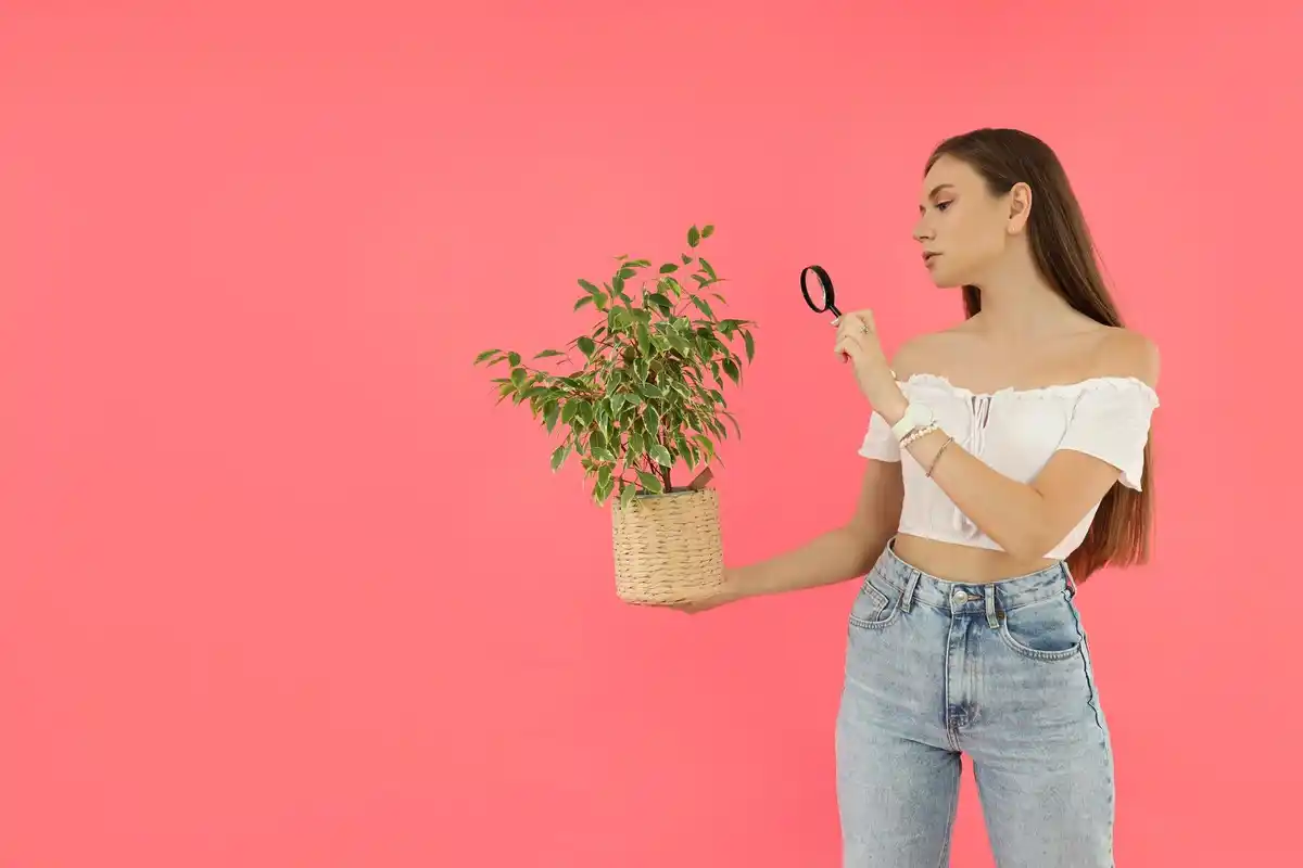 person trimming indoor plant with scissors