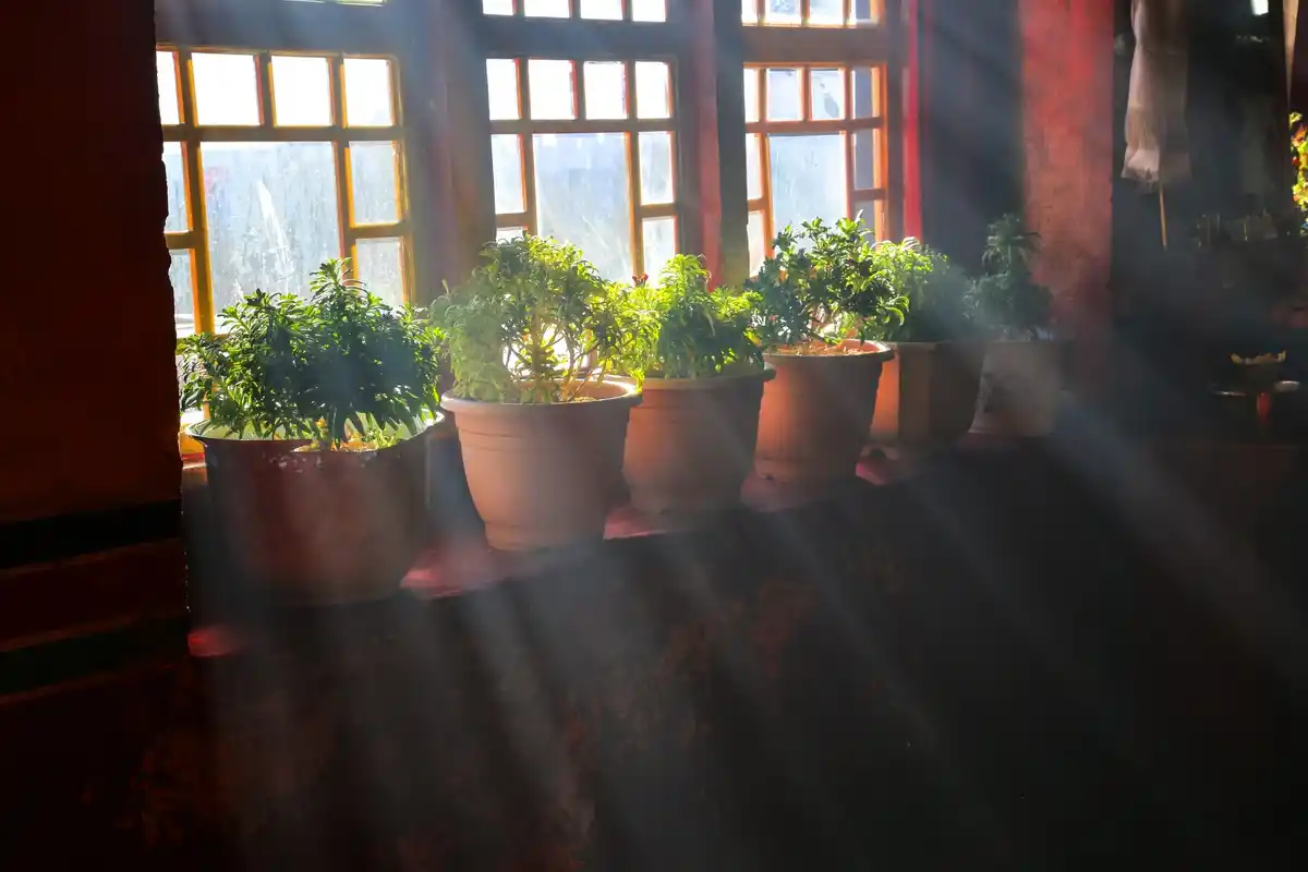 small balcony vegetable garden with herbs and tomatoes Netherlands