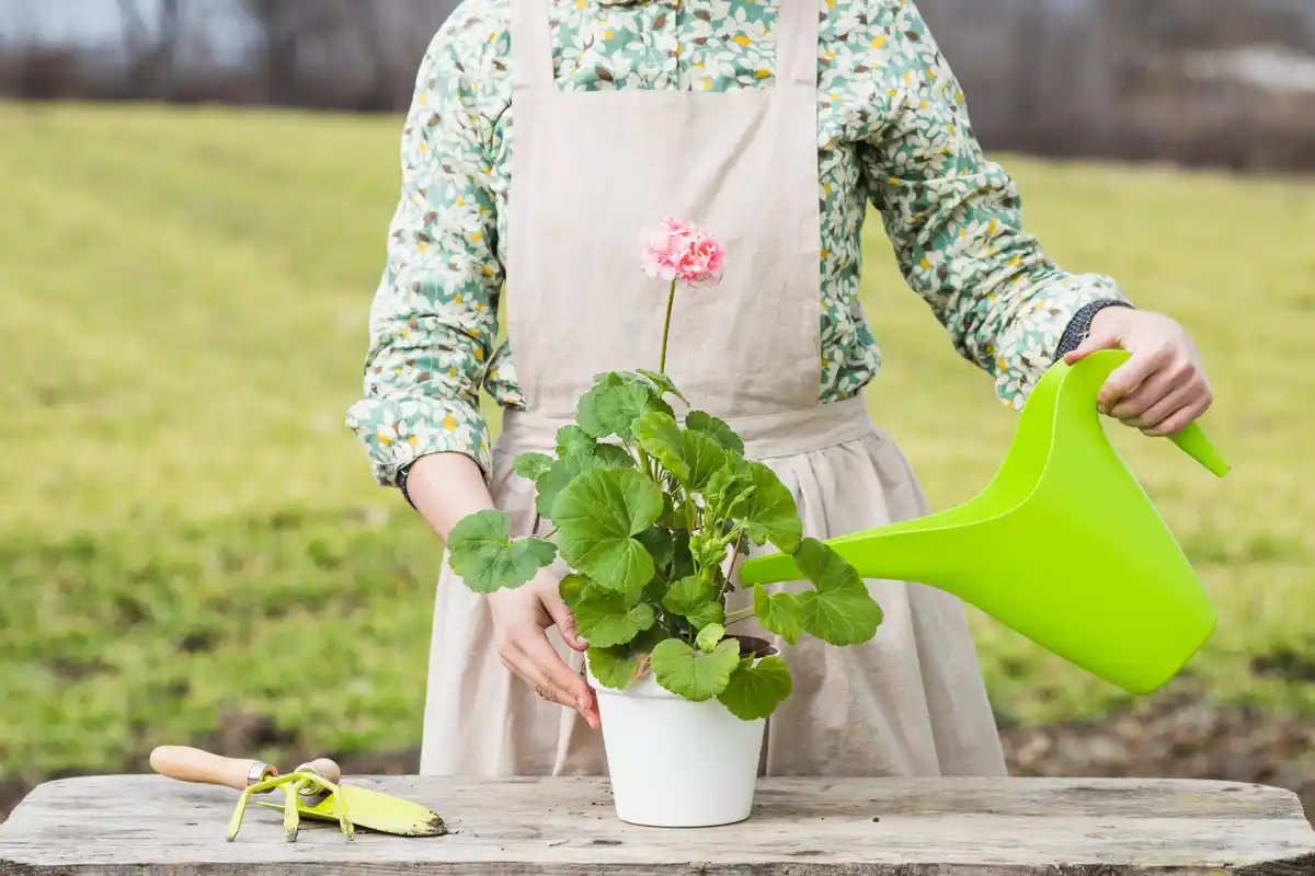 Hands watering balcony plants with watering can in Dutch garden