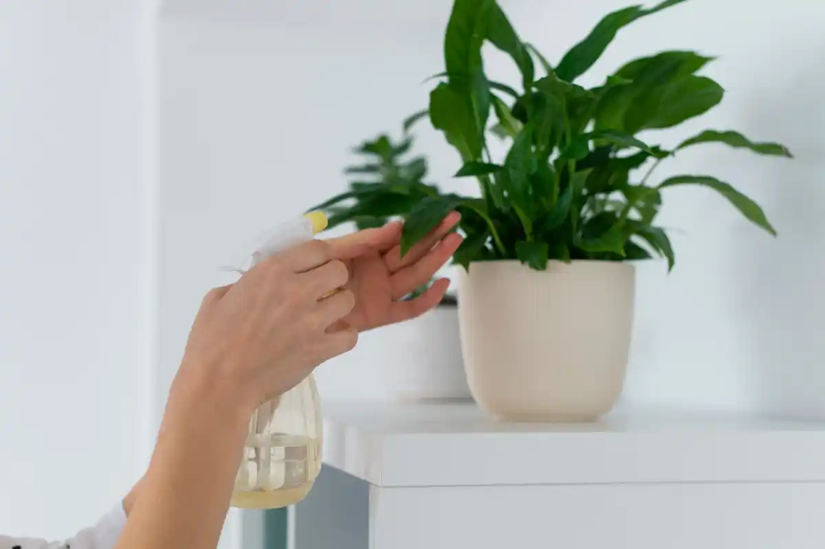 indoor houseplant watering techniques close up