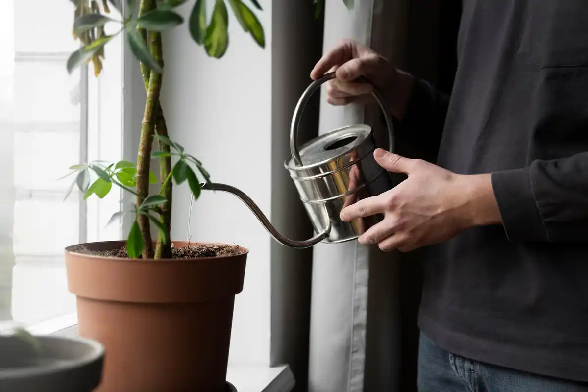 watering indoor plants precise techniques