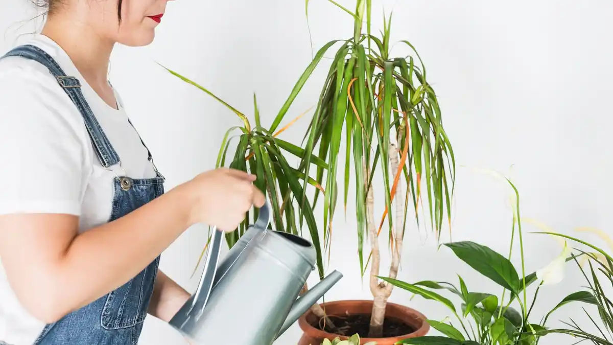 self watering plant pot indoors