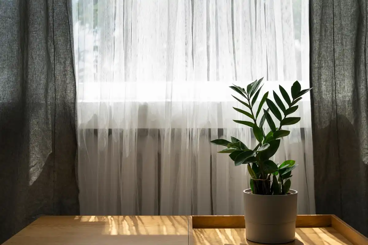 indoor plant struggling to grow near window