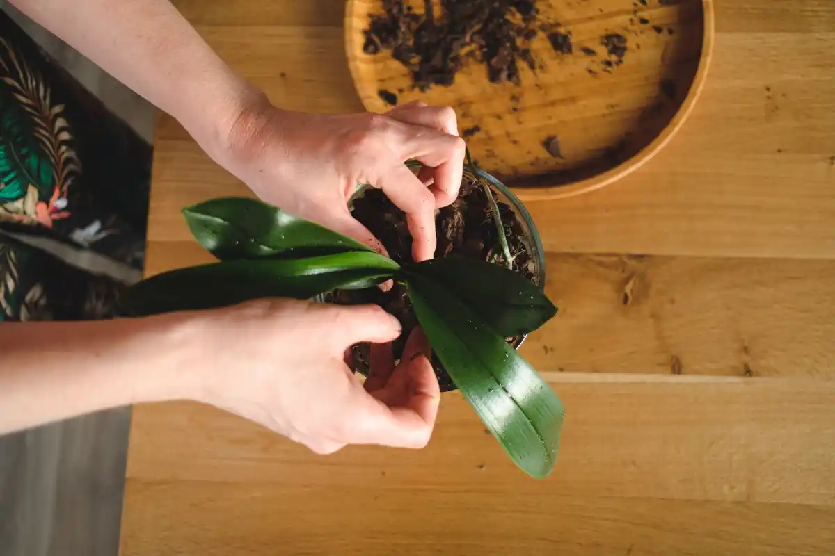 indoor plant not growing in a pot