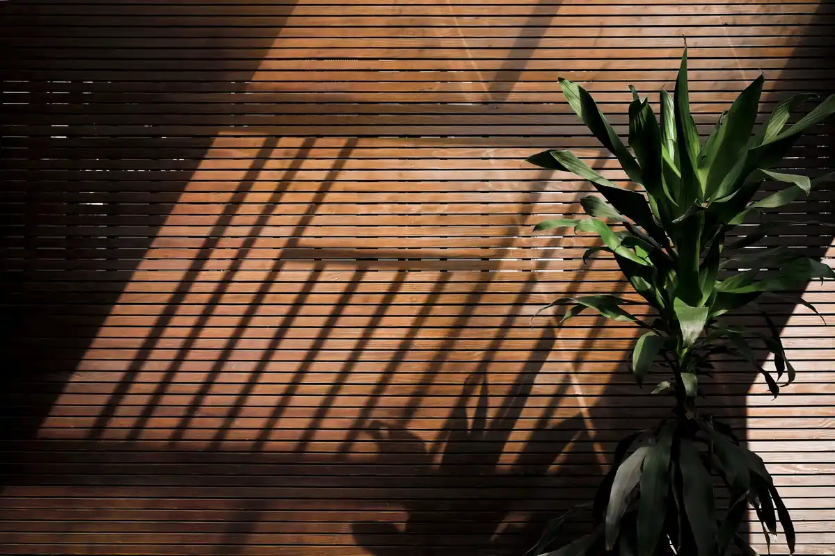 houseplant near window light with shade