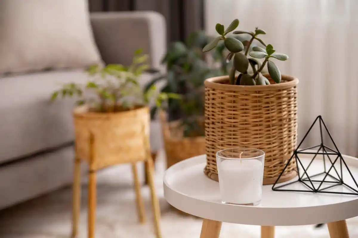  indoor houseplants living room cozy