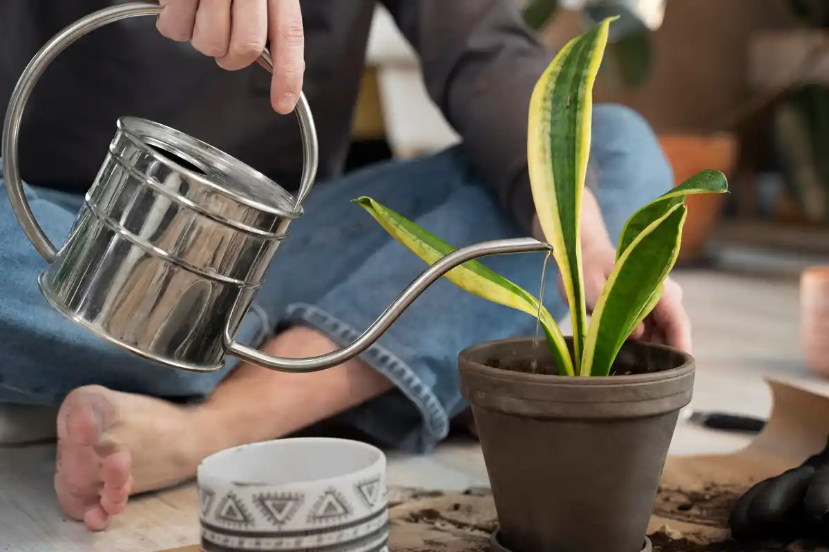 watering houseplants guidelines
