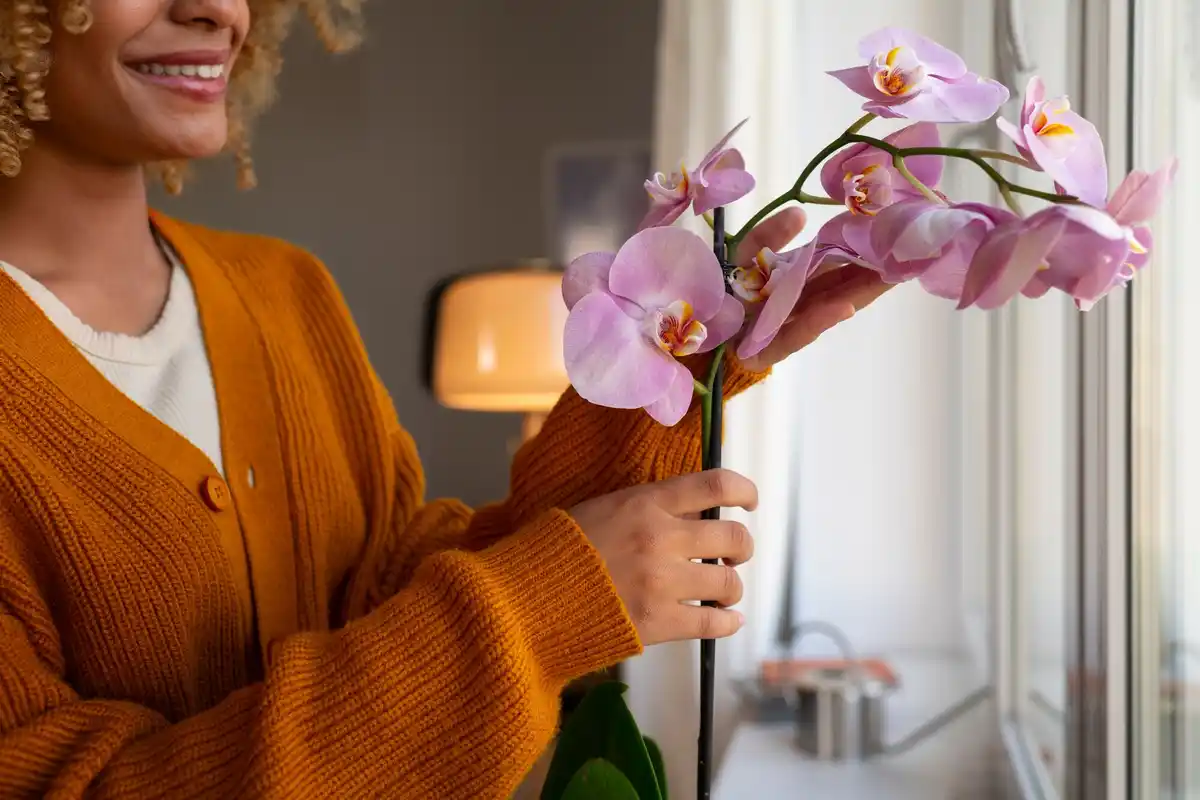 Indoor winter flowering plants care Netherlands bright cozy room