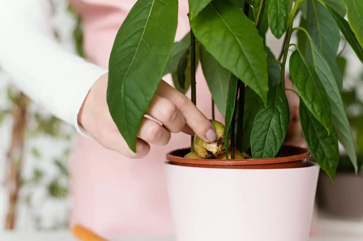 indoor plant wilting close up indoor gardening care