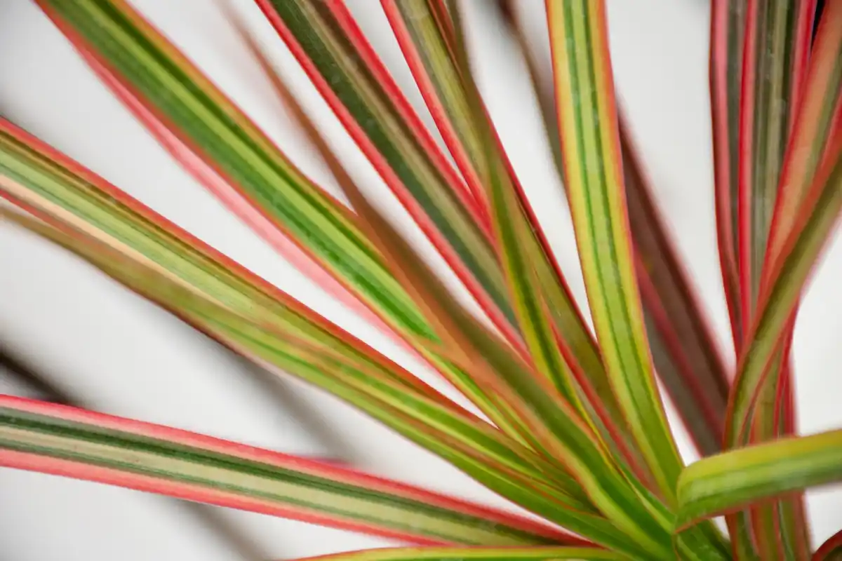 houseplant wilt leaves closeup
