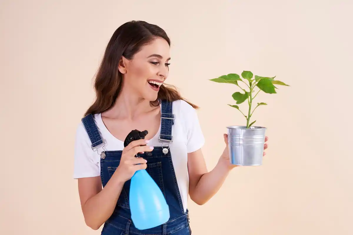 watering indoor plants with spray bottle