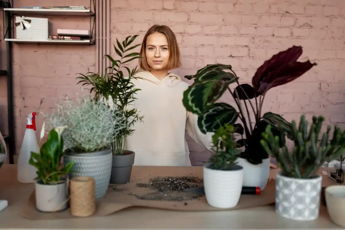 indoor houseplants variety cozy room