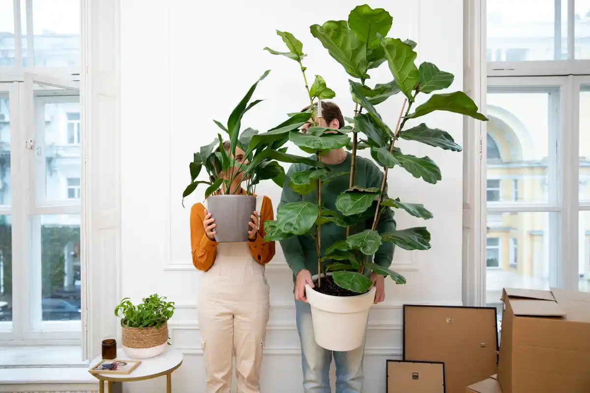 houseplant variety cozy room