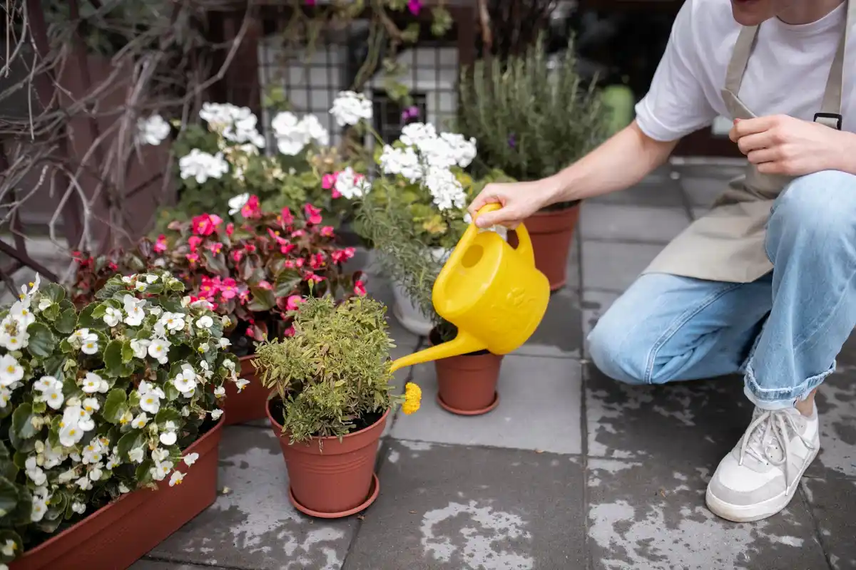 balcony plants watering care
