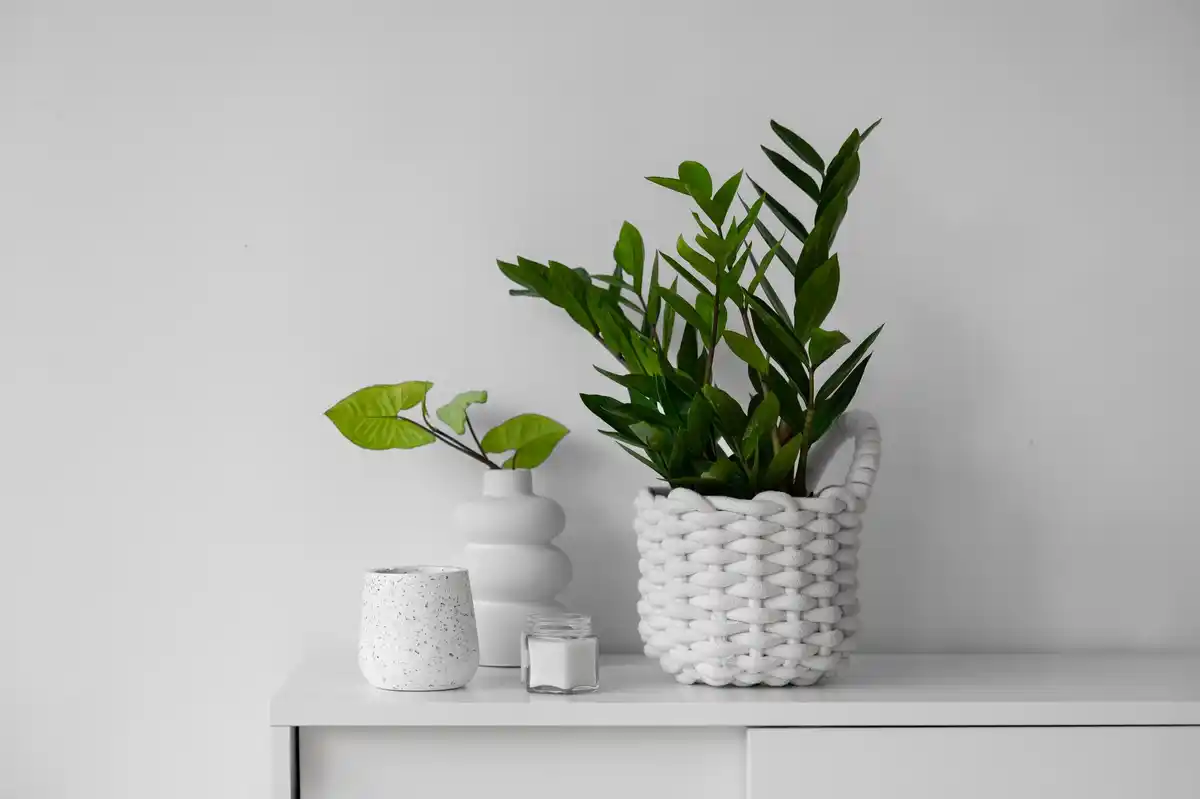 vrouwentong sansevieria indoor plant decoration