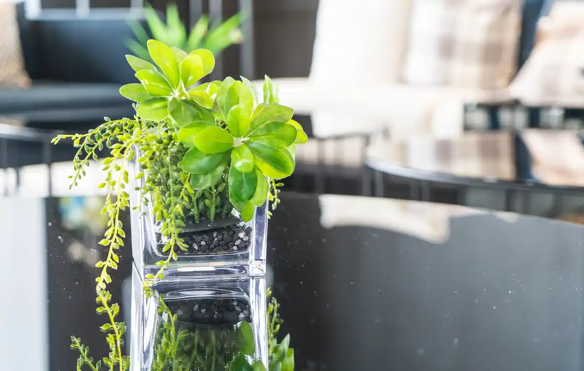 balcony plants summer heat drought care