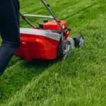 lawn moss removal Netherlands garden spring