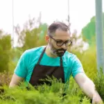 Dutch gardener using hoe tool in vegetable garden