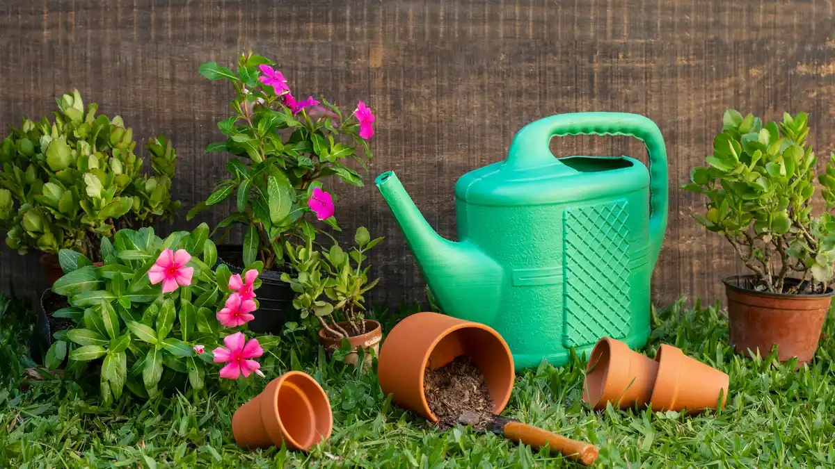 dry lawn green garden watering can summer