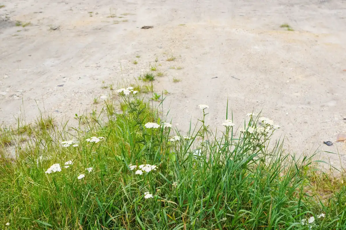 wildflowers growing in grass natural lawn garden