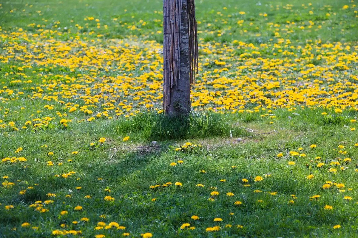 wildflowers in green grass lawn