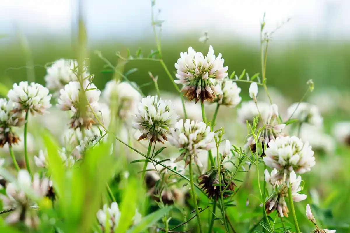 clover flowers in green grass garden