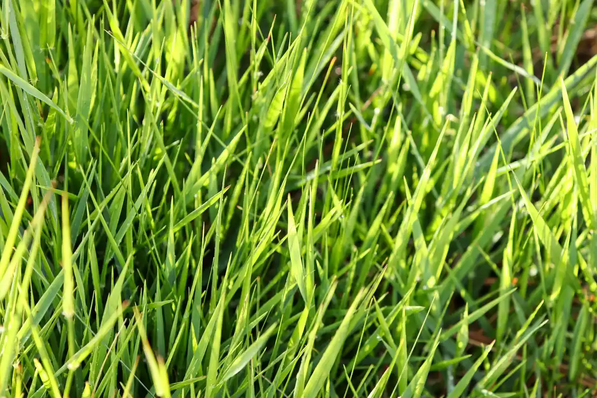 Dutch lawn creeping grass close-up