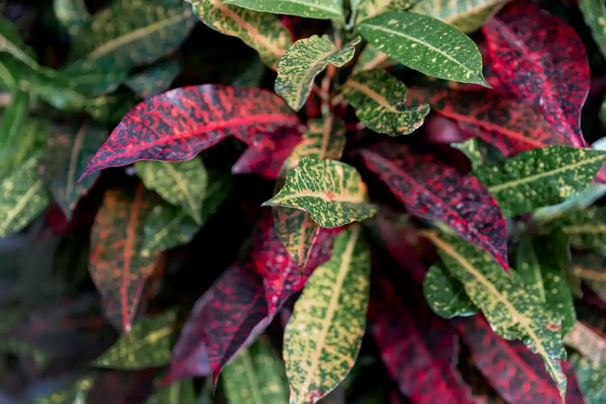diseased garden plants leaves close-up bright colors