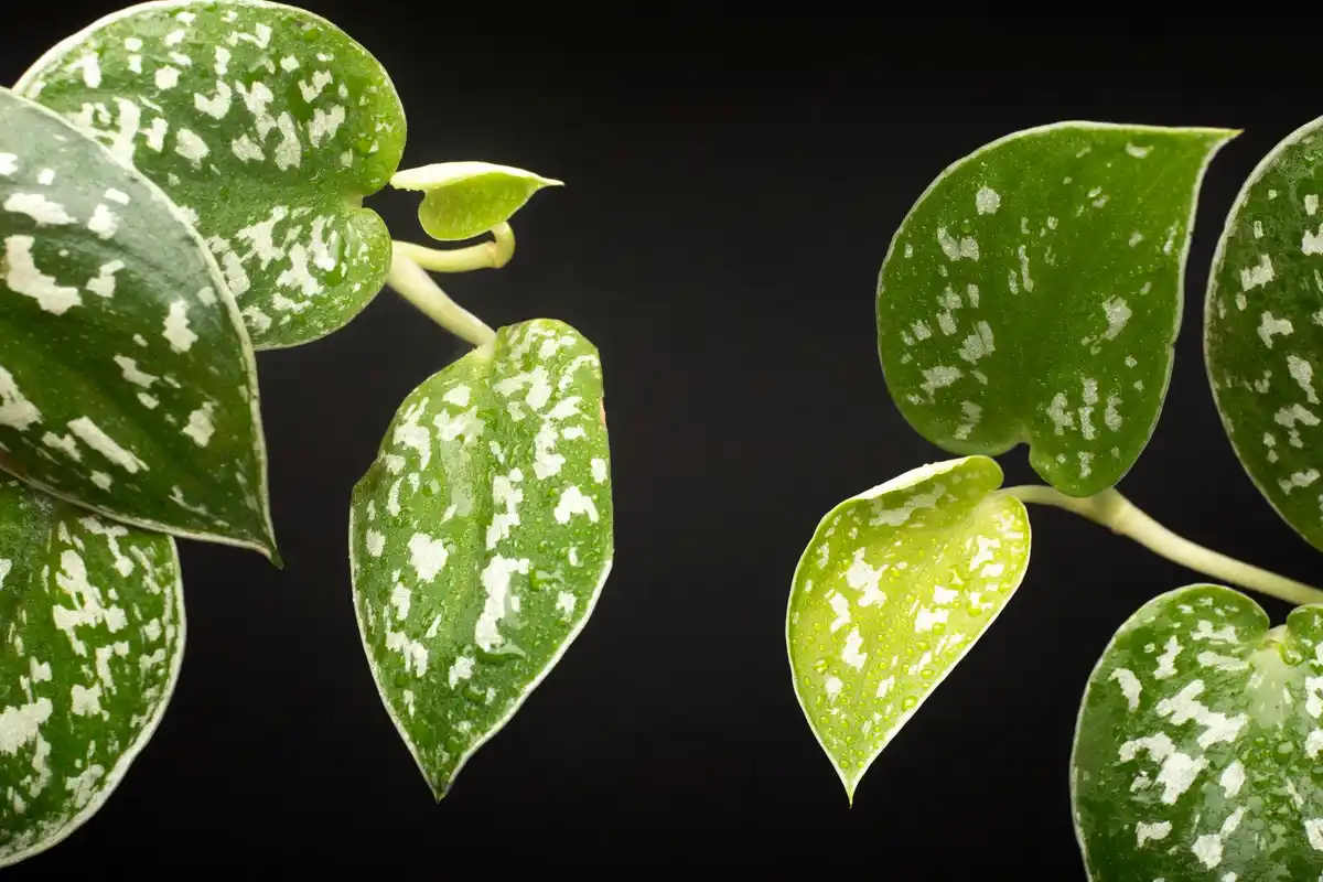 close-up of aphids on houseplant leaf