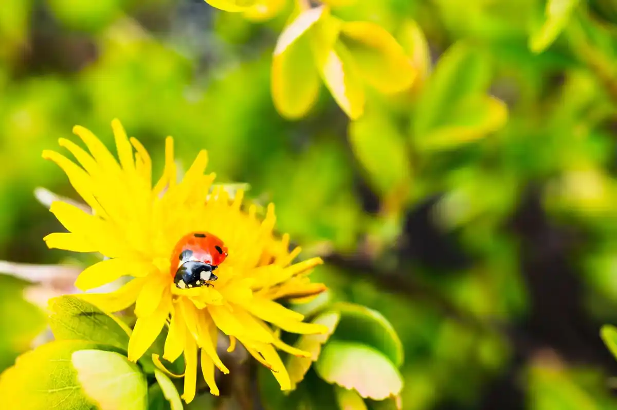 ladybug on marigold flower garden