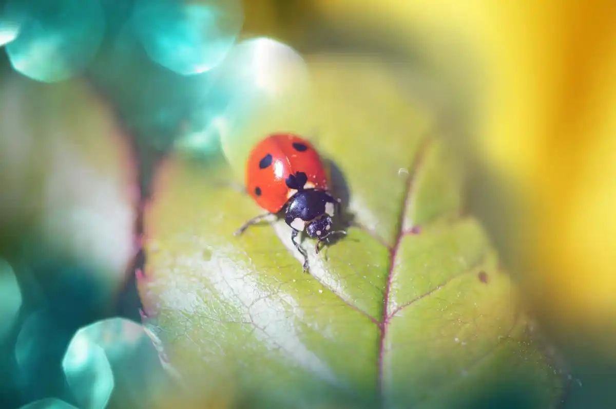 ladybug on a green leaf in Dutch urban garden