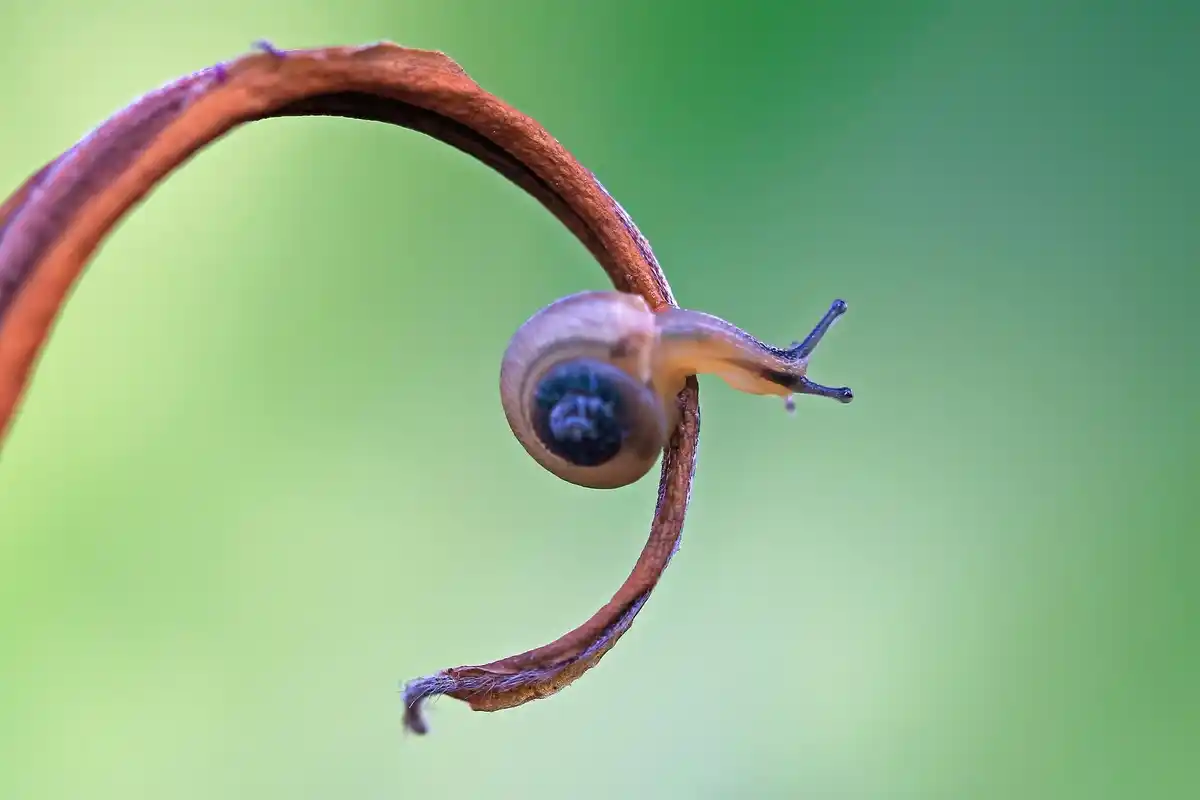 close up garden snails and aphids on plants
