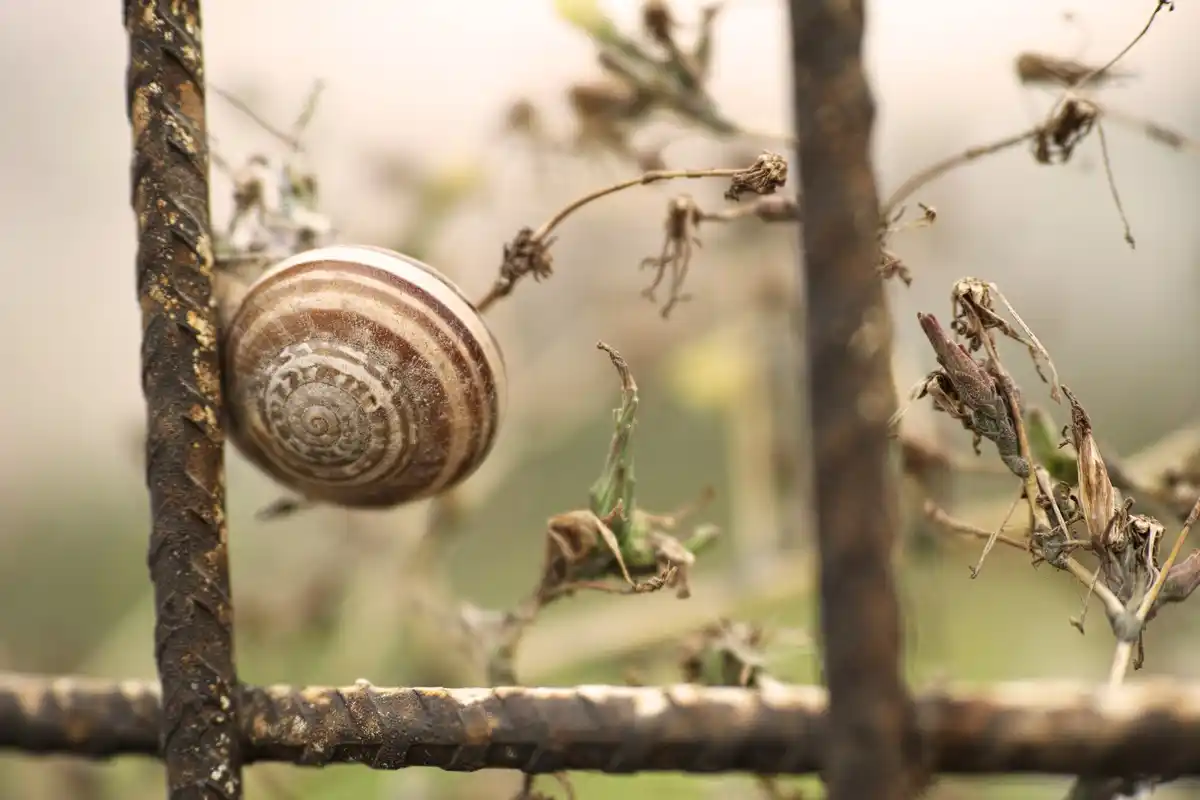garden pests snails and aphids close-up